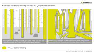 Einfluss der Holznutzung auf den CO2-Speicher im Wald